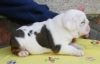 Gorgeous English Bulldog  puppies for adoption